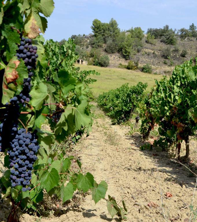 Gite Vigneron Du Domaine D'Alon Magrie Zewnętrze zdjęcie