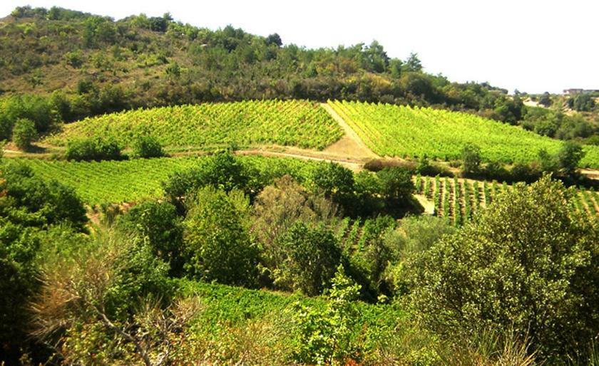 Gite Vigneron Du Domaine D'Alon Magrie Zewnętrze zdjęcie