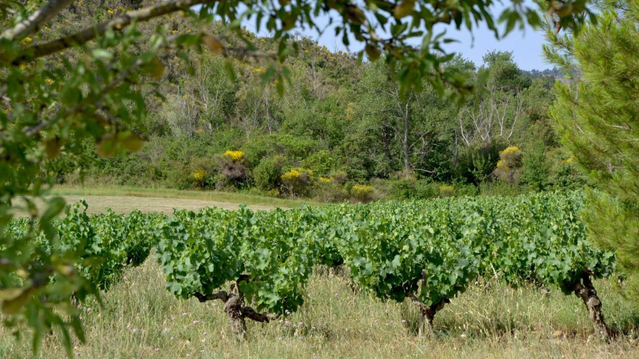 Gite Vigneron Du Domaine D'Alon Magrie Zewnętrze zdjęcie
